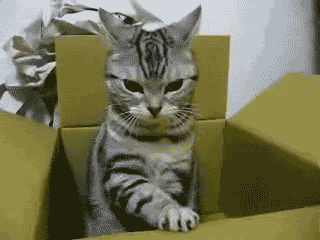 Funny Cat Gifs 2022: Best, Cool, Funny