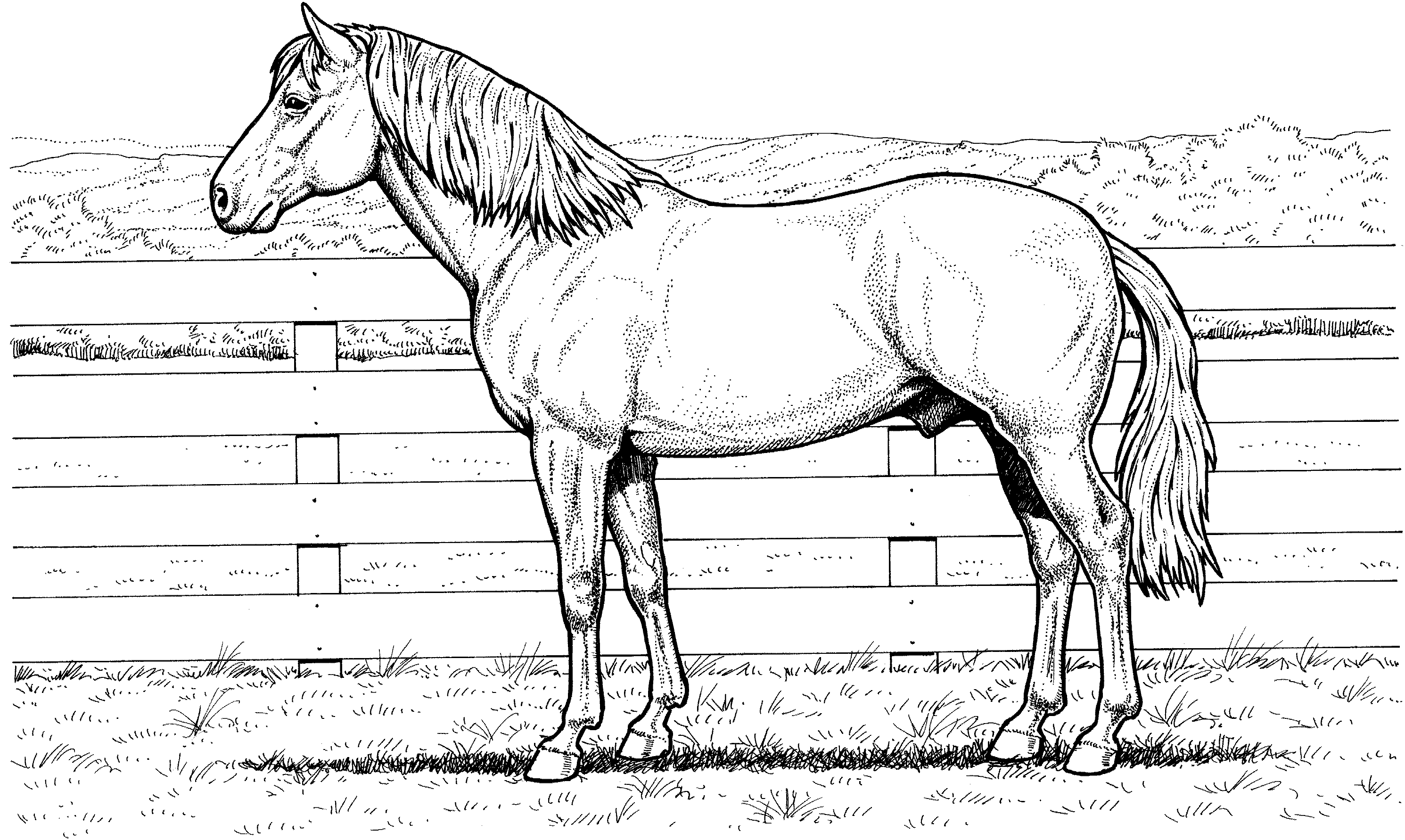Horse Coloring Pages - Dr. Odd