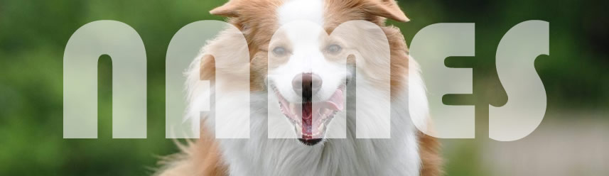 Cool Girl Dog Names For Pomeranians