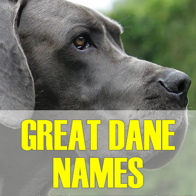 Great Dane Names 2020 Best Cool Funny   Greatdane 